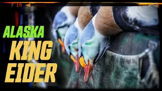 Alaska King Eiders