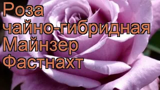 Роза чайно-гибридная Майнзер Фастнахт 🌿 обзор: как сажать, саженцы розы Майнзер Фастнахт