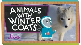 Animals with Winter Coats!