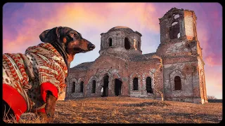 Treasure Hunter Dog! Funny dachshund video!