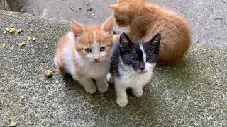 11 Beautiful kittens living on the street. These Kittens are so cute. 😍