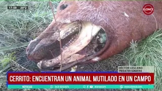 Cerrito; encuentran un animal mutilado en un campo