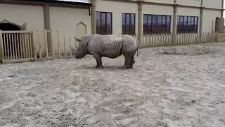 Kiev zoo - White Rhino