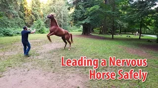 Going For a Walk With a Nervous or Distracted Horse