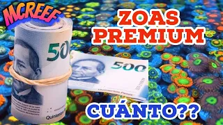 Como Conseguir Corales premium Zoantidos en CDMX para Acuario Marino en la Morelos y en Mixhuca