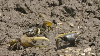 Fiddler Crabs | Backyard Safari