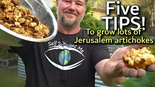 5 Tips How to Grow a Ton of Jerusalem Artichoke/Sunchoke