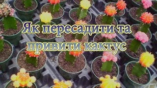 Як посадити кактус та як їх прививати