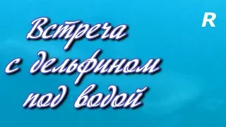 Встреча с дельфином под водой