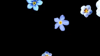 Blue Flower Falling Black Screen Video ll Best Black Screen Video for Editting ll Copyright Free ll