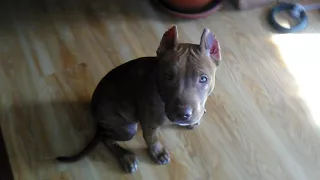 Питбуль  Ася.  4 месяца . American pit bull terrier. Asya.