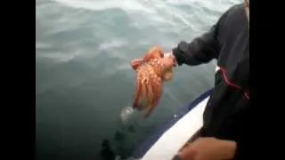 Octopus changes color for camouflage
