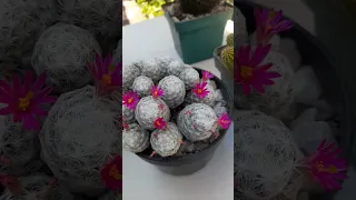 Hermosos cactus en floración