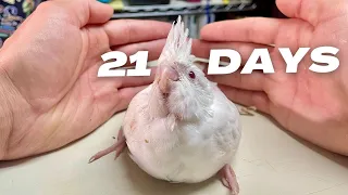 Baby Cockatiel Bird Growth Stages 3 Weeks To 4 Months