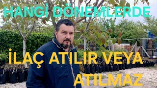 CEVİZ AĞAÇLARINDA HASTALIKLARLA MÜCADELE . İLAÇLAMA.CEVİZDE TOZLAŞMA NASIL OLUŞUR