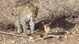 Leopard Plays with Baby Gazelle Before Killing Him #4k @NatGeo @natgeoabudhabime