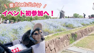 【ダックスフンド】犬のイベント初参戦！～パートナードッグカーニバル～in鶴見緑地2024