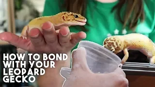 5 TIPS TO MAKE YOUR GECKO LOVE YOU!