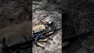 coyote Hunting