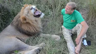 Сколько в мире осталось ЛЬВОВ и как им живётся ?!