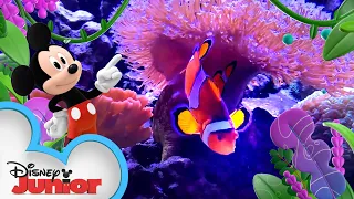 Ocean 🌊  | Disney Animals | Mickey Mouse Funhouse | @disneyjunior