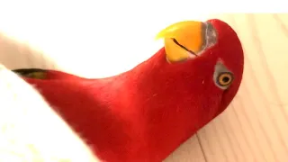 Red birb🍅self-training wuewuewuewue