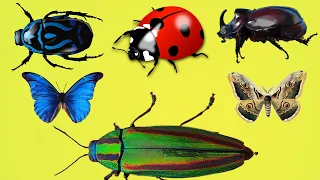 simple english learn insects