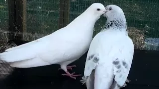 Pigeons kissing and mating