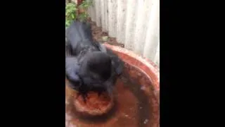 Australian Raven " Bobbing for a Bone "