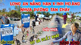 k.inh ho.àng Long An nhựa đường tan chảy vịt gà ch.ế.t khát dân cầu cứu nước