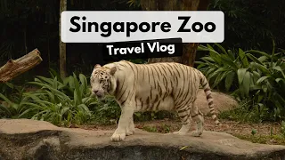 Singapore Zoo Full Tour | World's Best Open Zoo | Singapore Travel Diary