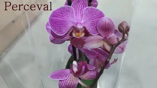 Обзор орхидей 12 мая 2021 NEO FLORA Воронеж (ул. Пирогова,15, корп.2)