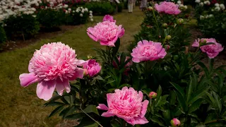 Peonies in bloom at Nichols Arboretum