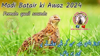 Quail chicks | Madi Batair ki Awaz 2024