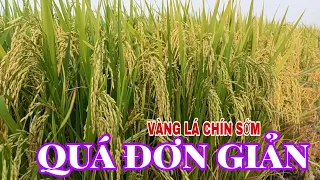 Vàng lá chín sớm - Cách phòng ngừa đơn giản mà hiệu quả - lê chung vlog