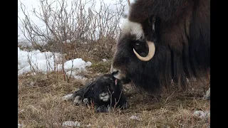 Newborn Muskox stands for the first time on the North Slope of Alaska