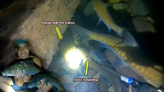 nembak ikan mahseer part2 : ketemu gerombolan ikan mahseer di balik batang , jadi bingung milihnya