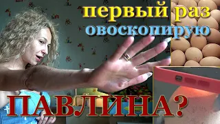 Инкубация Павлинов. 100% инкубация! Совместная инкубация. Овоскопирование 23 день яйцо Павлина.