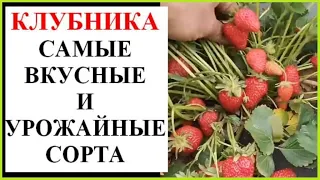 Самые лучшие сорта клубники