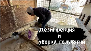 Дезинфекция и уборка голубятни ￼ pigeon sounds to attract pigeons #бакинские #голуби #dugin