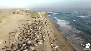 Elephant Seal Vista Point , Cailfornia 2016 (4k)