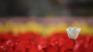 tulip garden#srinagar#kashmir