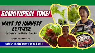 3 WAYS to HARVEST LETTUCE (Grand Rapids) - NO BOLTING| Trial and Error | 2021 FRESH for SAMGYUPSAL