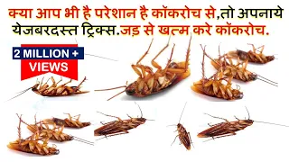 क्या आप भी है परेशान है कॉकरोच से, तो अपनाये ये जबरदस्त ट्रिक्स-Get Rid Of Cockroaches Forever