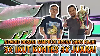 AJIB!BARU MAIN AROWANA LANGSUNG JUARA BERTURUT TURUT, BREEDER DISCUS BERANI TAMPIL DIARENA SANG RAJA