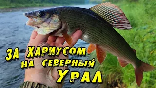 (Трейлер) ЧИКМАН. За Крупным ХАРИУСОМ на Северный Урал. Рыбалка на Хариуса 2022