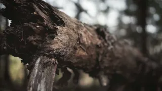 Centennial Park + Cinematic Video + Sony A6300 with Sony 35mm 1.8