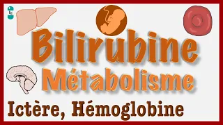 Qu’est-ce que la Bilirubine ? Métabolisme et Ictère - Biosynthèse, Hémoglobine, Jaunisse