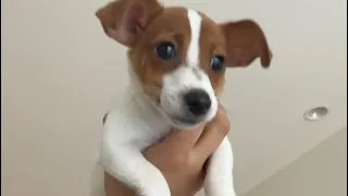 Jack russell 3 month old playing with shocks tug war