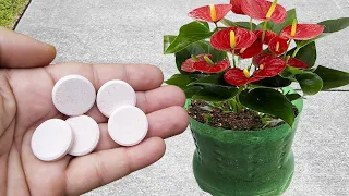 BEAUTIFUL! Only 1 Pill makes Bloom and Grow Great (Any Plant)